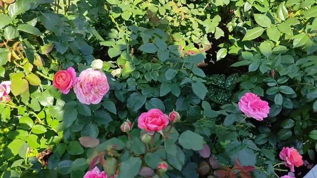 ЦВЕТЕНИЕ РОЗ 2021, по разным клумбам, обзор. Мой розовый рай. смотреть онлайн