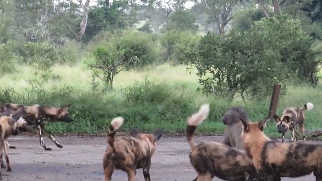 Baboon's Guts Ripped Apart By Wild Dogs смотреть онлайн