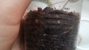 Антуриум из листа! Смотрите, как я получила еще один антуриум.