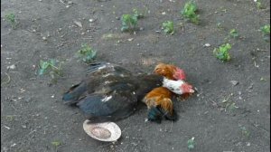 Дерутся не только петухи.