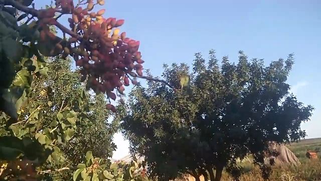 Pistacia Atlántica, pistacia vera: mateur, larnaka, aegina en Rota, Cádiz смотреть онлайн