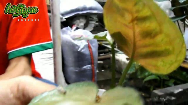 7 JENIS SYNGONIUM YANG HARUS KALIAN KETAHUI | SYNGONIUM VARIETIES | SYNGONIUM