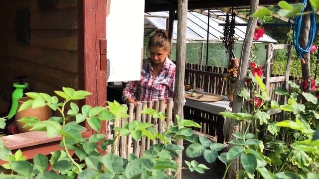 Wild Chanterelle Mushroom Hunting. Special chanterelle dish смотреть онлайн