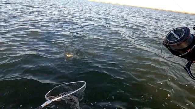 Раздача на десятке. Судак в пивном кляре. смотреть онлайн