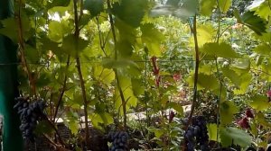 Памяти Негруля сорт винограда характеристика