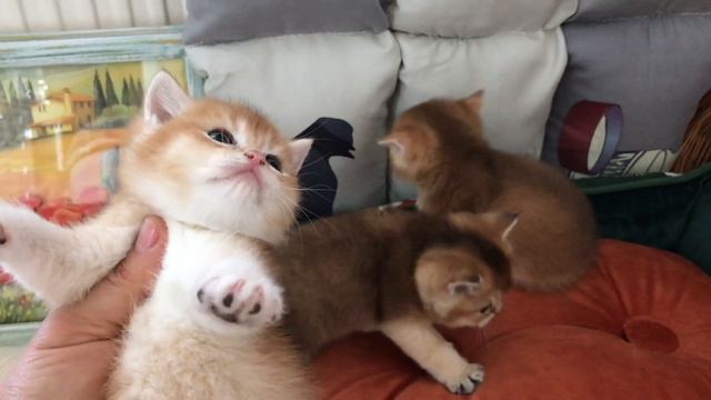 ❤️🤩🧡КОТЯТ УЖЕ НЕ УДЕРЖАТЬ🙀ЗОЛОТАЯ ШИНШИЛЛА❤️ GOLDEN KITTENS🧡❤️ смотреть онлайн