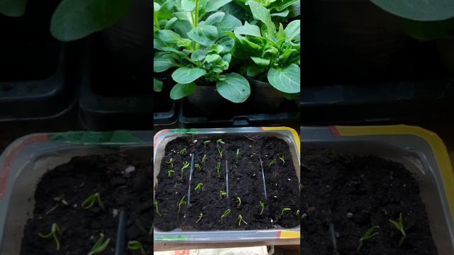 сею перец только так смотреть онлайн