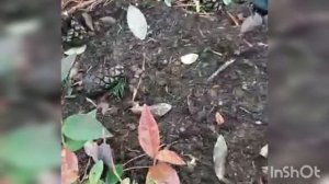 Как подготовить садовую голубику к зиме? Осенний уход  за голубикой.