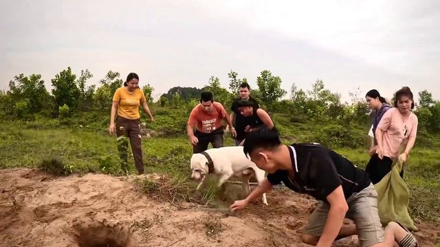 Smart Pitbull dog and a group of hunters rescue a man attacked by 100 Dragon Snakes смотреть онлайн