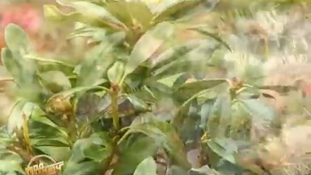 Теневой цветник в Сибири