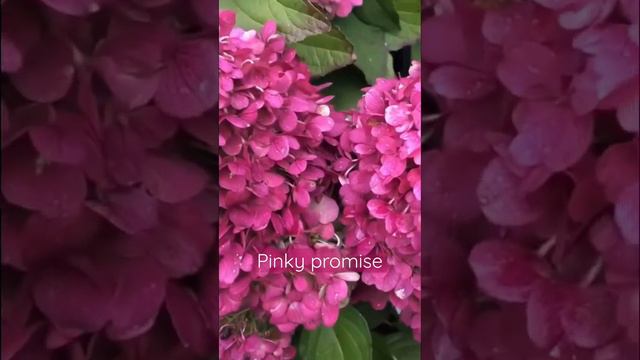 #hydrangea #гортензия #садгортензий #pinkypromise #hortensia #сад #метельчатаягортензия #hydrangeas смотреть онлайн