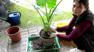 Пересадка Алоказии Одора (Калидора) пахучая