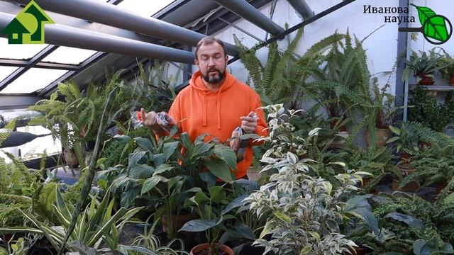 ХЛЕБНЫЙ УСКОРИТЕЛЬ РАССАДЫ. КАКОЙ ХЛЕБ ПРОТИВОПОКАЗАН? Полезен ли хлеб С ПЛЕСЕНЬЮ? смотреть онлайн