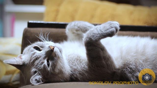 Главный бездельник в нашей семье - кот #начилле #нарасслабоне смотреть онлайн