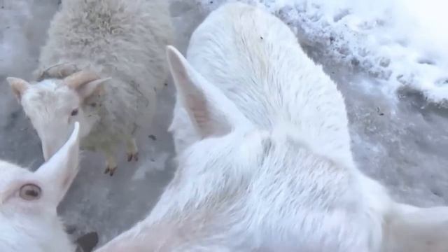 Ура-а- корова родила+сталинские коровы