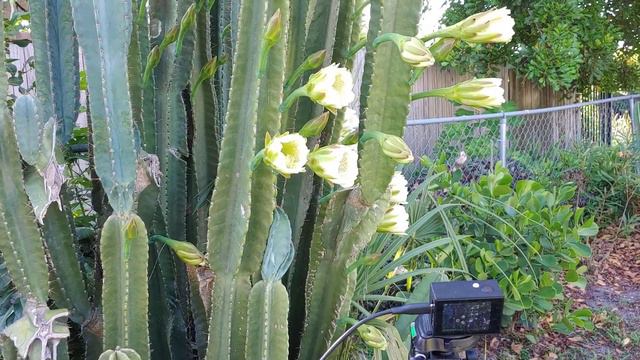 Peruvian Apple Cactus In Bloom смотреть онлайн