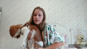 Как ухаживать за кавалер Кинг Чарльз Спаниэлем вы первые дни в новом доме. Не судите строго ?