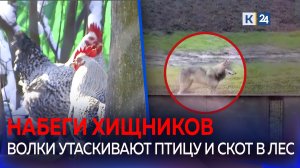Стая волков наводит ужас на жителей Кубани