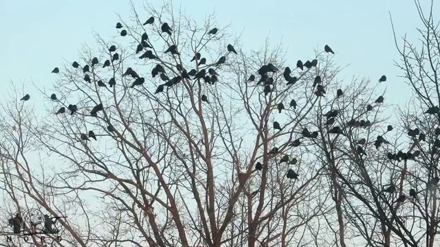 Зачем отстреливать ворон смотреть онлайн