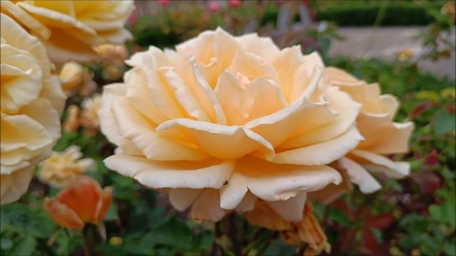 АНГЛИЯ.УИТТЛСИ. август 2023г.ENGLAND.WITTLESEY. August 2023 смотреть онлайн