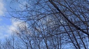 3 марта народный праздник Ярило с Овсянкой. Что делать нельзя. Народные приметы и традиции.