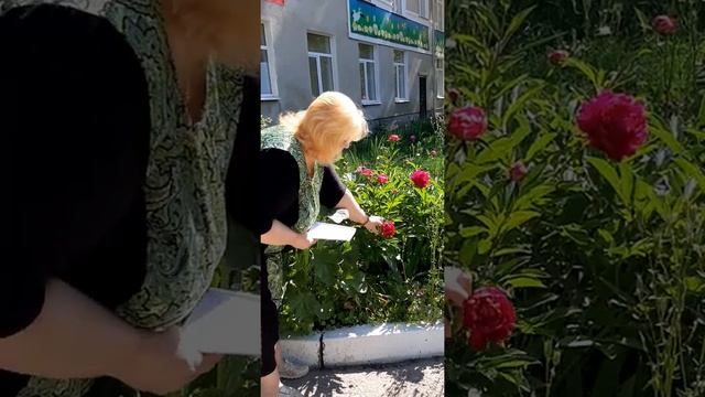 Описание пиона смотреть онлайн