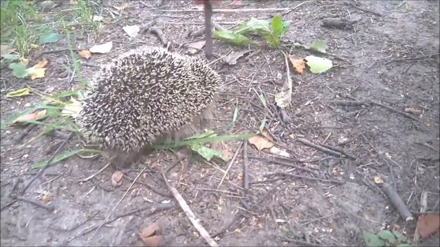 Ловим и пугаем ежа смотреть онлайн