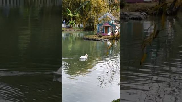 Белый лебедь смотреть онлайн
