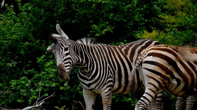 Звук зебры, ржание зебры, крик зебры | Интересные факты о животном ЗЕБРЕ / Zebra Sound смотреть онлайн