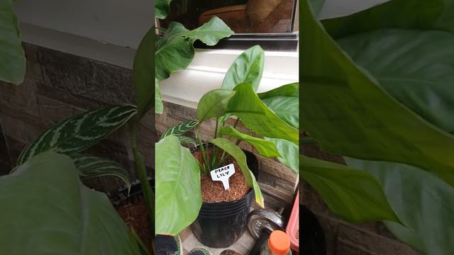 Aglaonema, Philodendron, Sansevieria and Alocasia Plant's Collection Part 1 смотреть онлайн