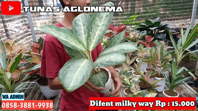 PROMO TERBARU | OBRAL AGLONEMA MURAH | COCOK UNTUK PEMULA | TANIAN SENDIRI | BAGIAN 10 смотреть онлайн
