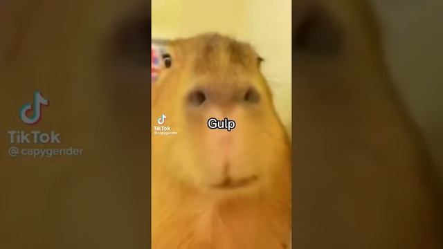 10 minutes of Did Somebody Say Salami Glup Gulp￼ Capybara смотреть онлайн
