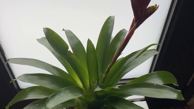 How to water bromeliads смотреть онлайн
