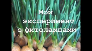 Фитолампы для зеленого лука. Нужны или нет?