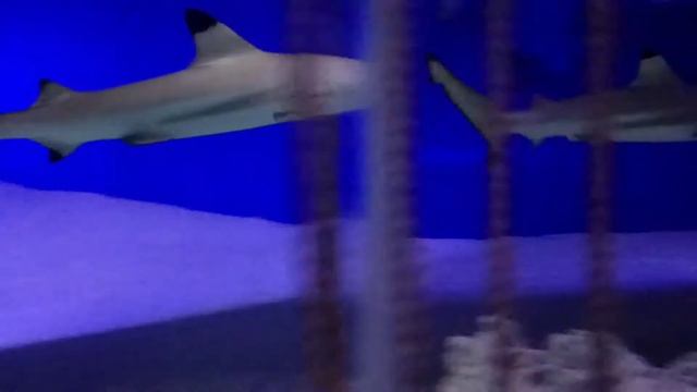 Катя и Настя в океанариуме на Чистых прудах Акулы мурены  скат пираньи скелет в аквариуме