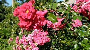 Спросите медсестру 1 - 8 серии | Мелодрама 2021