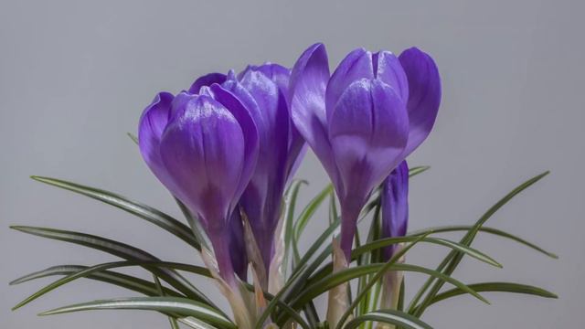 Blooming Flowers Time Lapse 4K Video | Naveed Entertainment смотреть онлайн