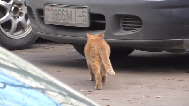 котомагия: был ниссан, стал пассат