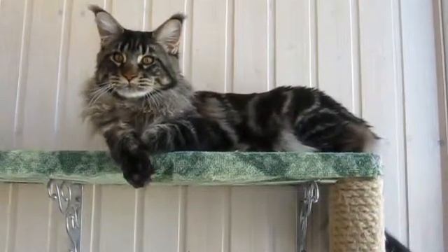 Алекс. 8,5 месяцев # Кот Мейн кун смотреть онлайн