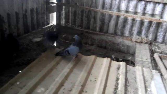 Николаевские голуби смотреть онлайн