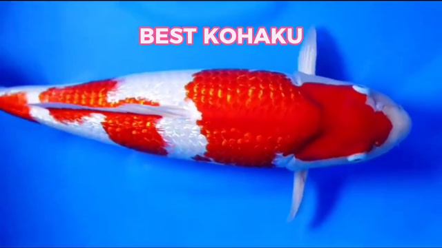 BEST KOHAKU#bestkoi #koi #ikanhias #hobbykoi смотреть онлайн