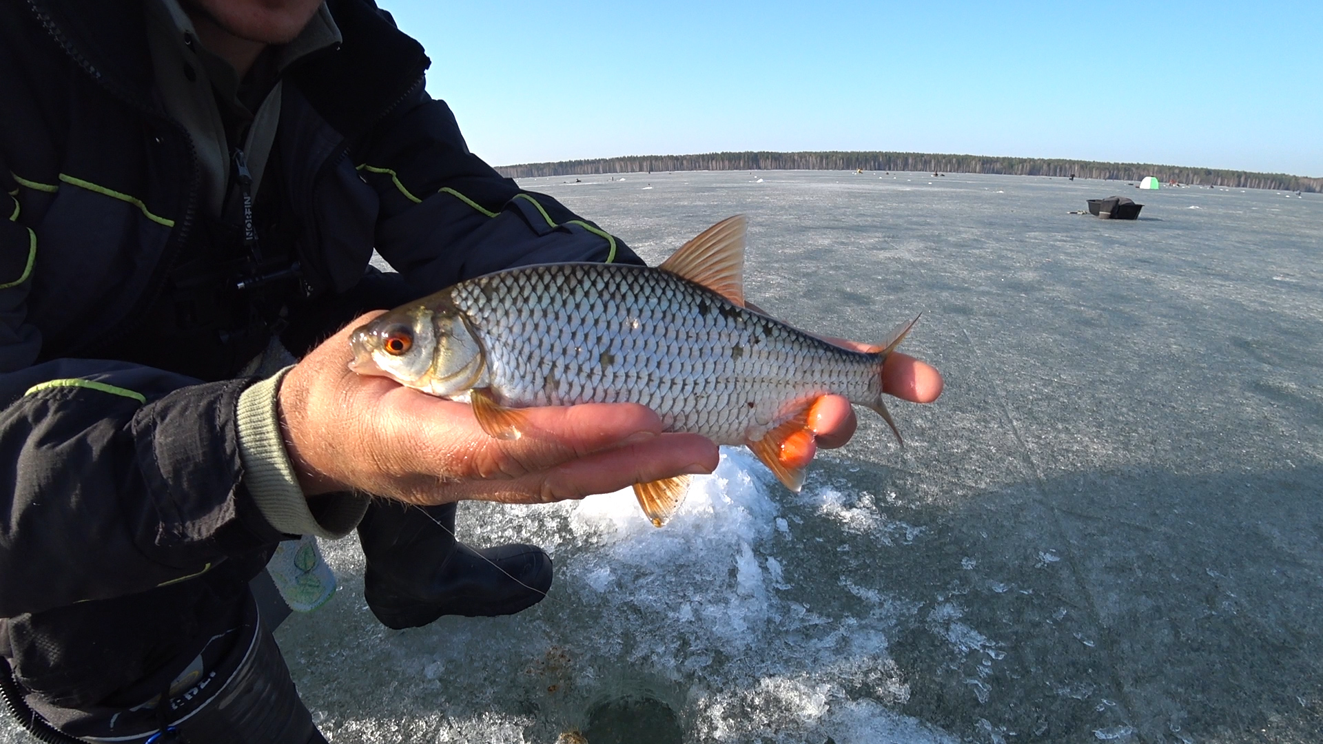 КАК Я НАЧИНАЛ ЛОВИТЬ НА БЕЗМОТЫЛКУ. БЕЗМОТЫЛКА ПЕРВЫЕ ШАГИ смотреть онлайн