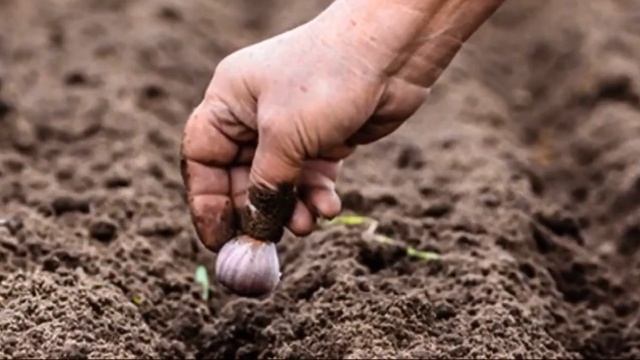 Чеснок взял и газета. Лучший чеснок Как садить чеснок 2023 смотреть онлайн