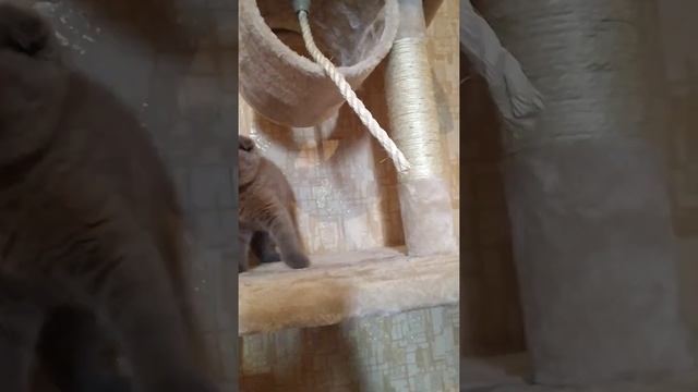 Приучаем к когтеточке котёнка на примере вислоухого выпускника "Лидер" смотреть онлайн