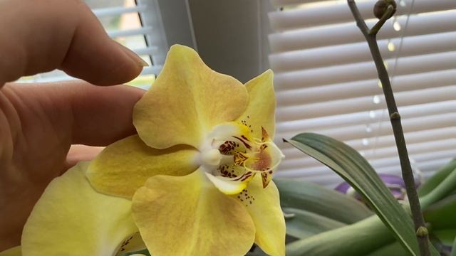 Домашнее цветение орхидей/ температура понизилась(окрас восстанавливается)☺️?☺️?☺️? смотреть онлайн