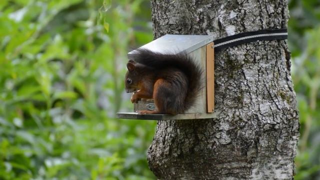 ЕЛЕНА ЛАНГЕ И ЕЁ Ч.Л.Е.Н.О.П.Р.А.К.Т.И.К.У.М! КАК УНИЖАТЬСЯ – ЛАНГЕ НАУЧИТ! #ЕленаЛанге #elenalange смотреть онлайн