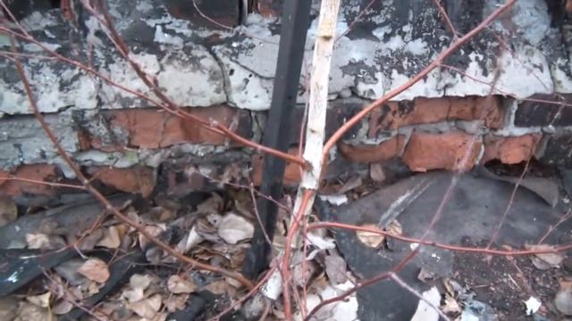 Дерево на крыше. смотреть онлайн