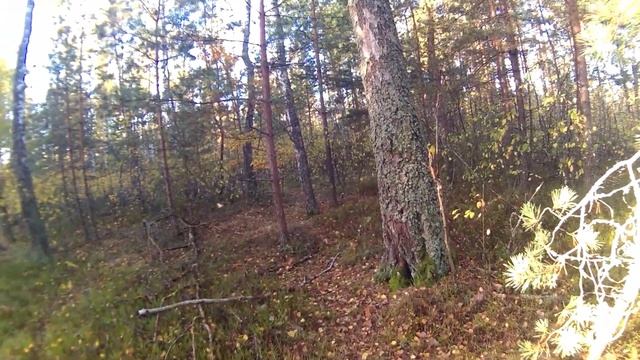 Как выйти из леса если заблудился в грибах смотреть онлайн