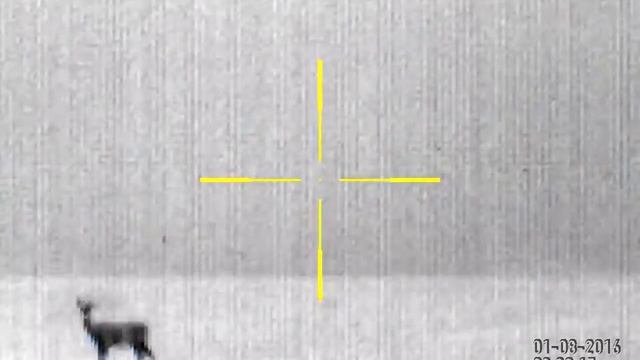 ATN Thor HD 1.25 X 5 (Thermal) - White Tail Deer Video 2 смотреть онлайн