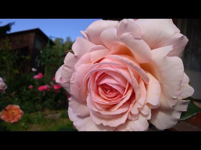 Как зимуют розы.Январь 2020г. смотреть онлайн